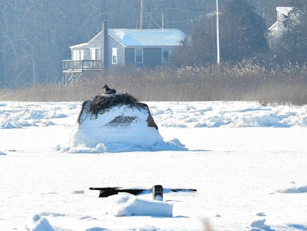 A coyote took advantage of the cold weather to cozy up in an osprey nest. Photos source: Sharon Lucido
