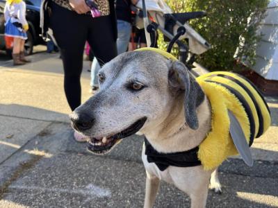 Maisey, 13, smiles in her bee costume. 
