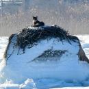 The coyote spent time exploring the surrounding area before climbing the rock holding the nest.