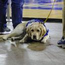 Lexi bringing comfort all the way to Lowell.