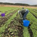 Volunteers harvesting