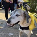 Maisey, 13, smiles in her bee costume. 