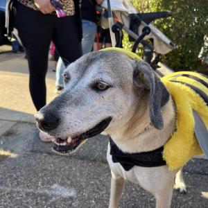 Maisey, 13, smiles in her bee costume. 