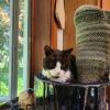 Moochi cuddles up with a cactus at Baum's home. Source: Naomi Arenberg